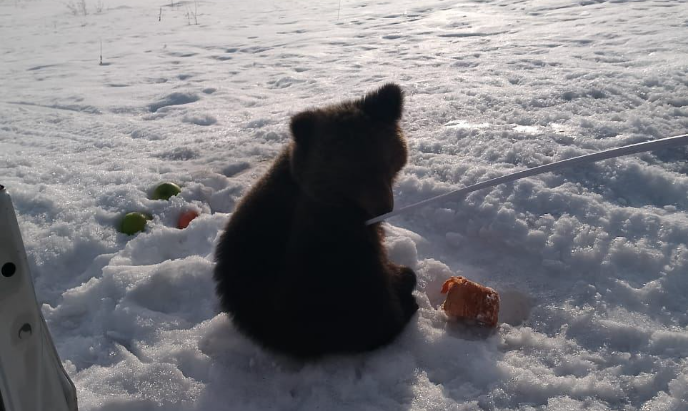 🐻🥺 Одинокого медвежонка обнаружили на обочине дороги в Томпонском улусе Якутии. Фото и видео