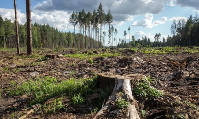 В Якутии вырубят все деревья для профилактики лесных пожаров