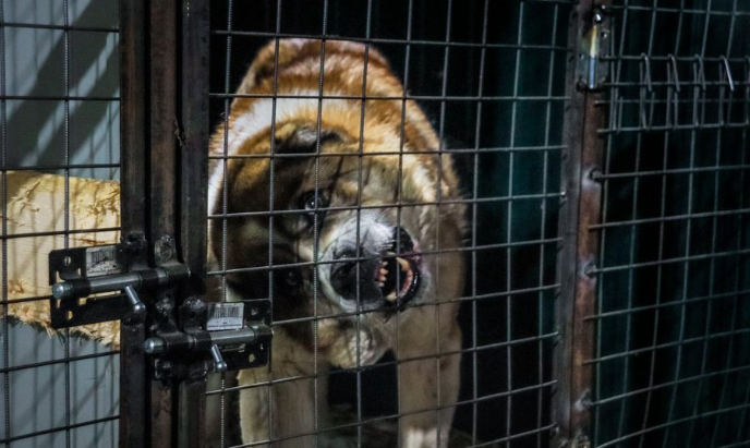 Госдума приняла закон о назначении штрафов за нападение собак на человека до 200 тысяч рублей