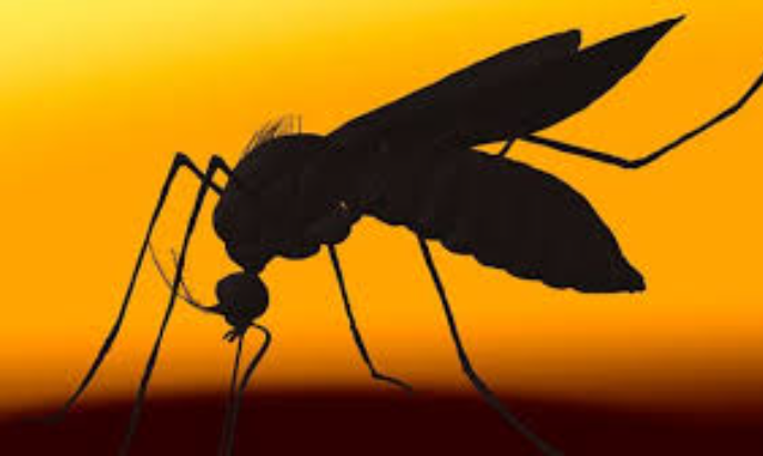 ТОП-5 средств от комаров