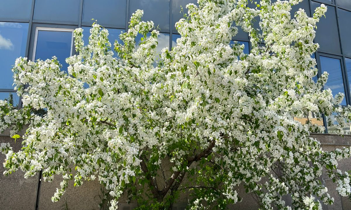 Ускользающая красота. Последние дни цветения яблони в Якутске