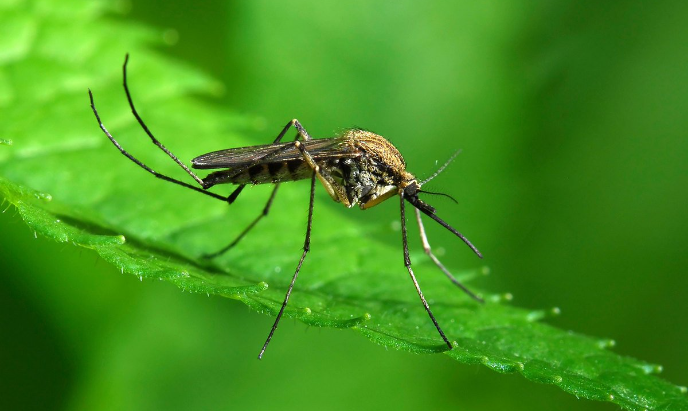 Почему капли дождя не убивают комаров?