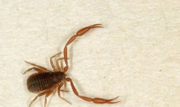 Монстры в ванной. Вы могли видеть это насекомое у себя дома. Разбираемся, опасны ли ложноскорпионы для людей