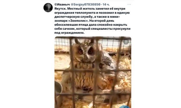 В Якутском твиттере обсуждают сову которая застряла в теплопункте