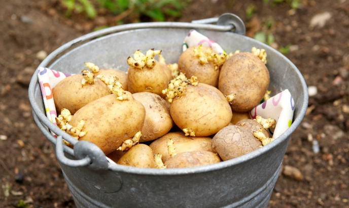 Частые ошибки при выращивании картофеля